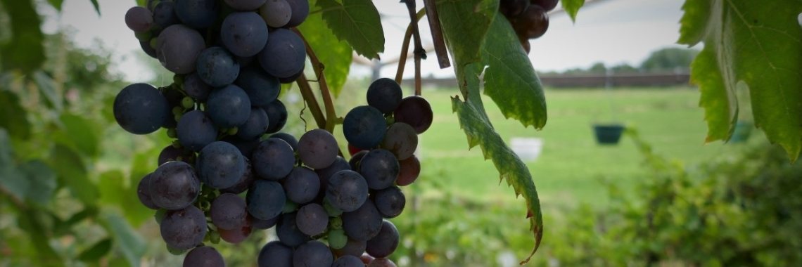 Onze achtertuin in augustus. | Schorelaar