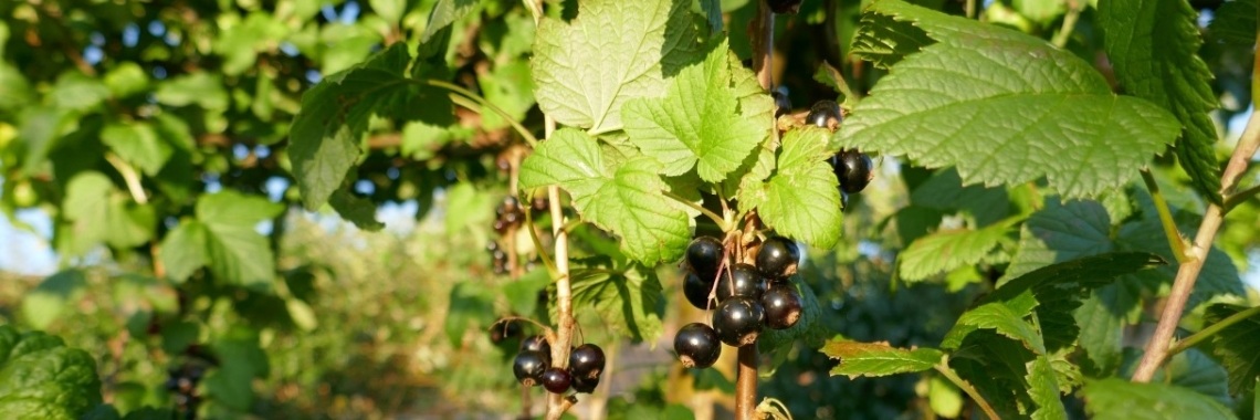 Bessen oogst | Schorelaar