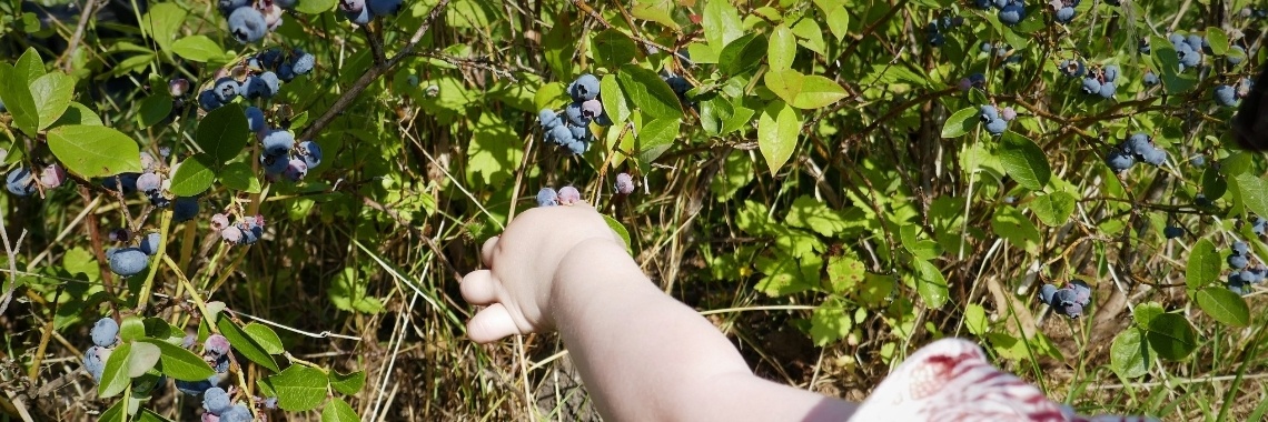 Pluk het Zelf. | Schorelaar