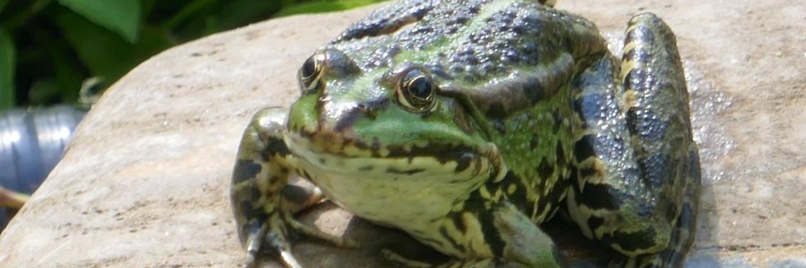 Sprookjes van Walnoot tot Wasknijper. | Schorelaar