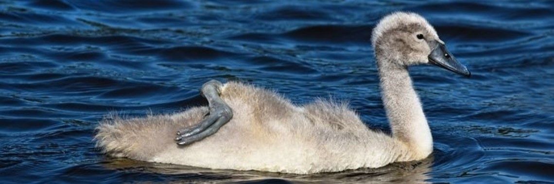 Stories: Het lelijke eendje (2) | Schorelaar