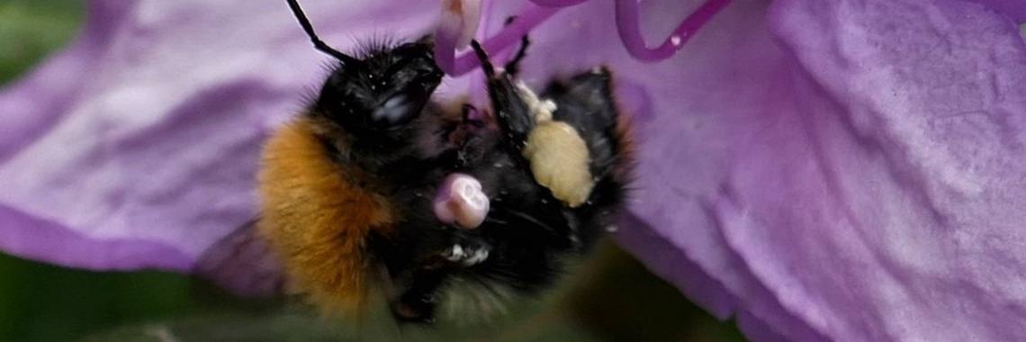 10 drachtplanten voor de tuin. | Schorelaar