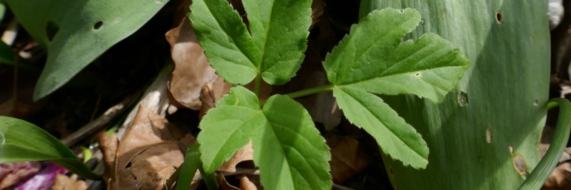 Tuindersverdriet soep. (Zevenblad) | Schorelaar