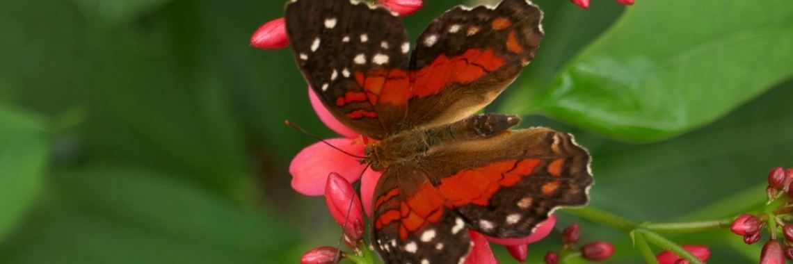 Vlindertuin Vlindorado. | Schorelaar