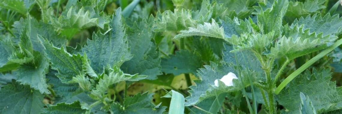 Voorjaarsgroente brandnetel. | Schorelaar