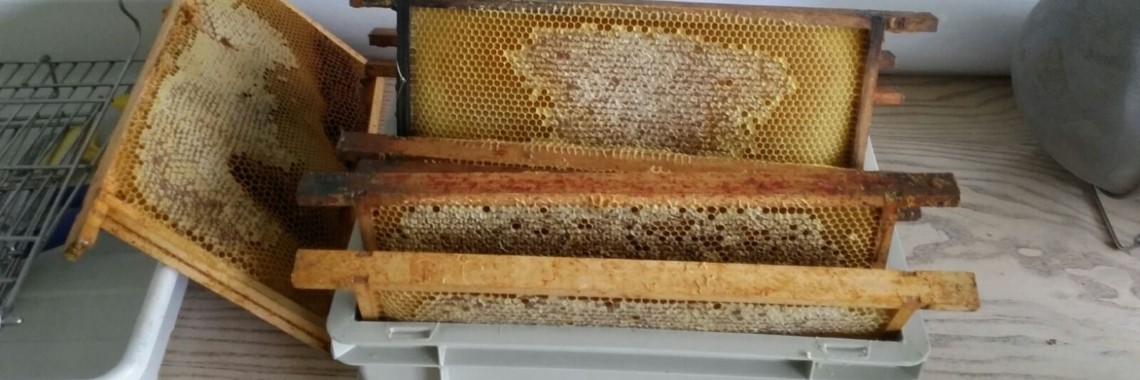 Bijenwas smelten met de stoomextractor. | Schorelaar