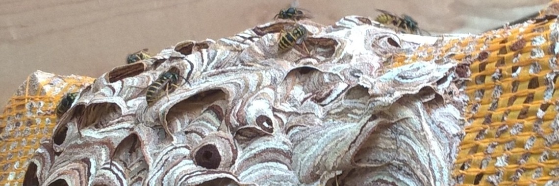 Wespen. | Schorelaar