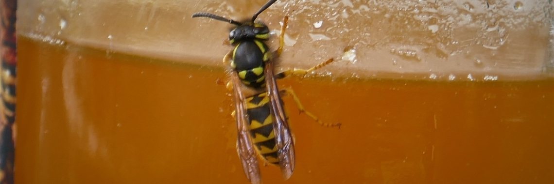 Wespentijd. | Schorelaar