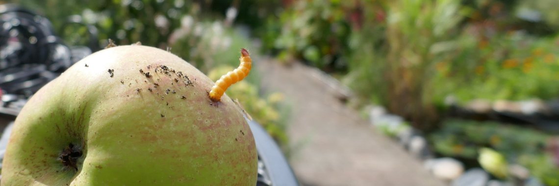 Wat doen we met  onze fruit oogst? | Schorelaar