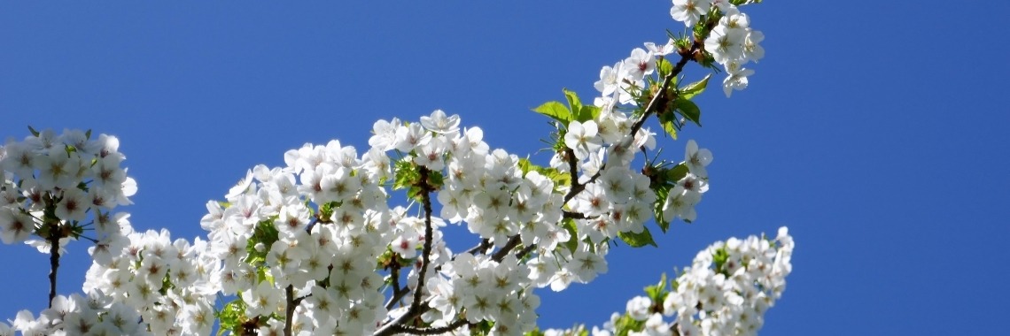 Zoeken. | Schorelaar