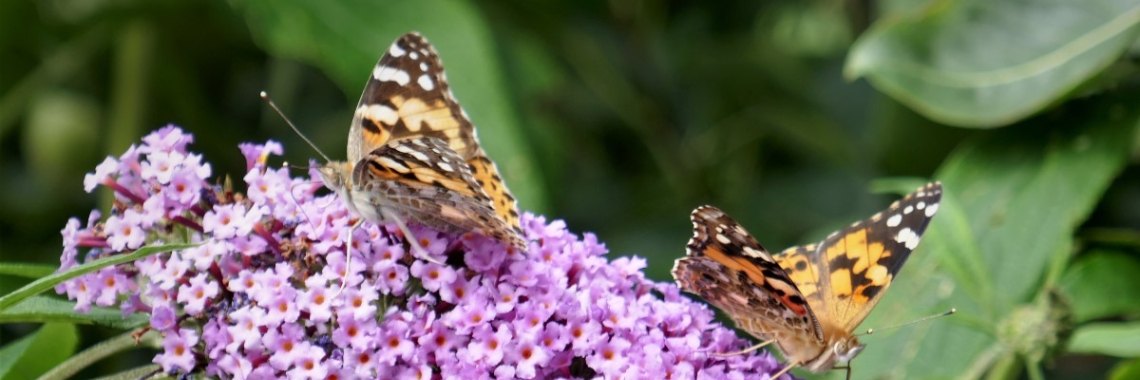 Zomer allerlei. | Schorelaar
