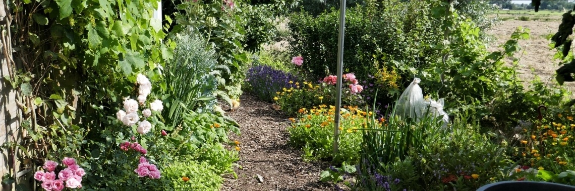 Zomer in de tuin 2019 | Schorelaar