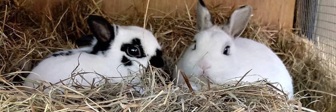 Een naam voor je konijn kiezen? | De Knutseljuf ✂️🇳🇱