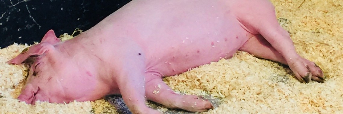 Varkens kijken bij de Kinderboerderij | De Knutseljuf ✂️🇳🇱