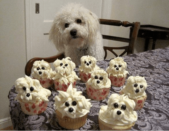 Bichon shop frise cupcakes