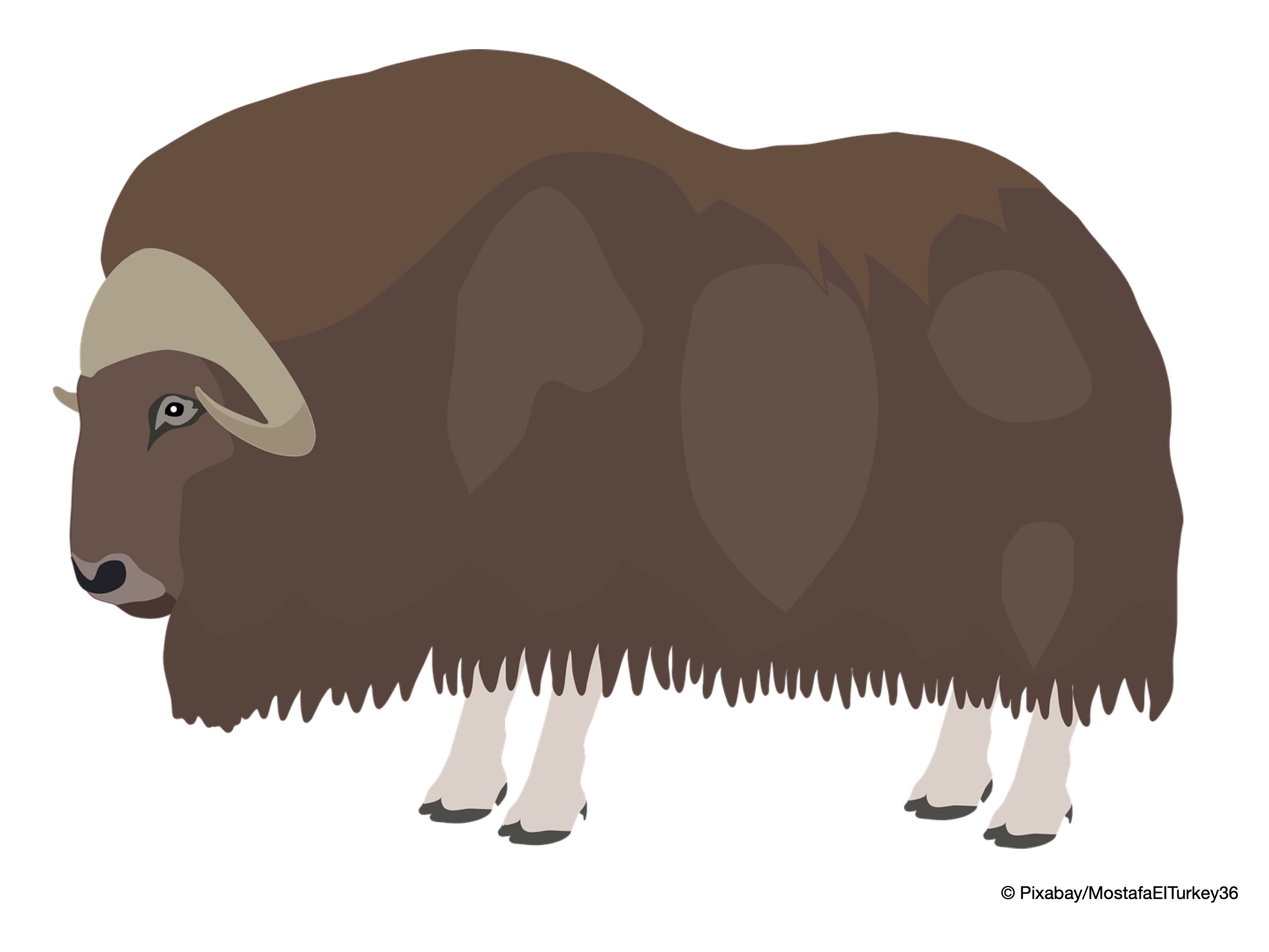 Musk Oxen Coloring Pages