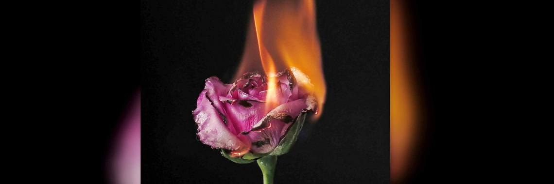 Symbol Of Rebirth? | Stem van Gedachten