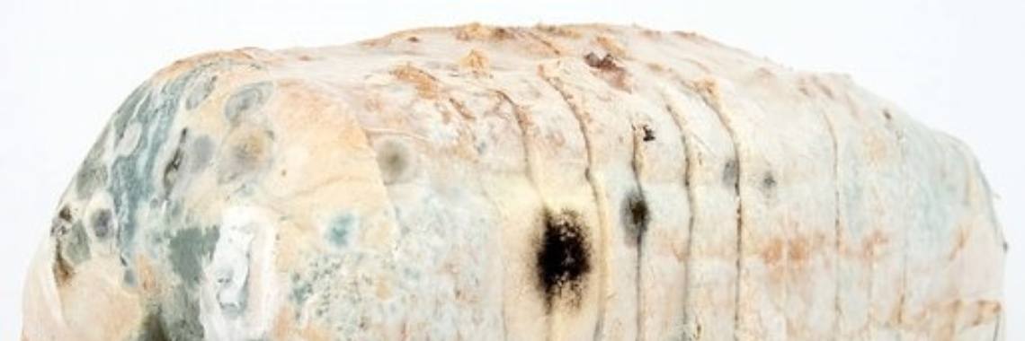 Ze liet mij beschimmeld brood eten... | Stem van Gedachten