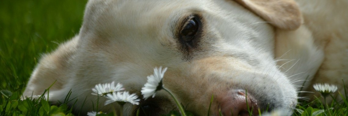 Mijn lieveling is overleden | caro.sael