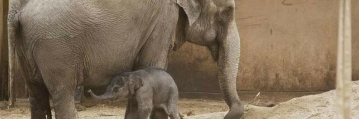 Na het overlijden van Qiyo nu ook haar mama Phyo Phyo overleden | caro.sael