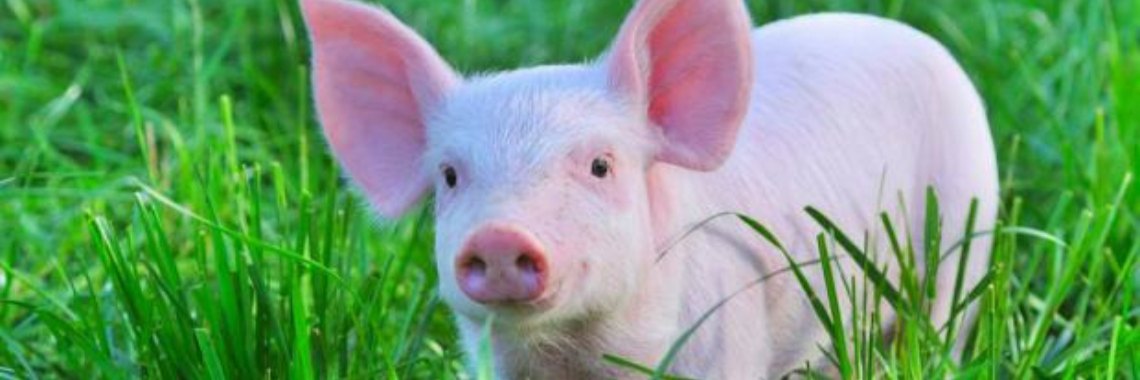 Taaljaaruitdaging 2018 | caro.sael