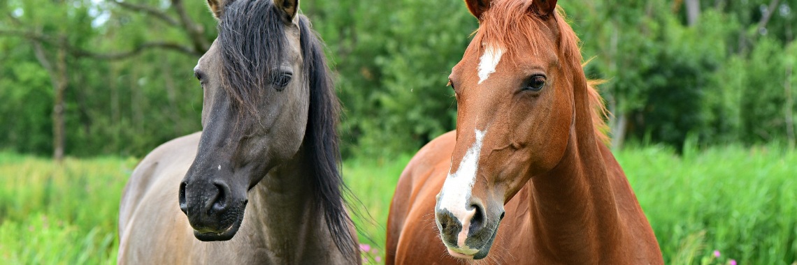 De paardenjongen | Yvonne