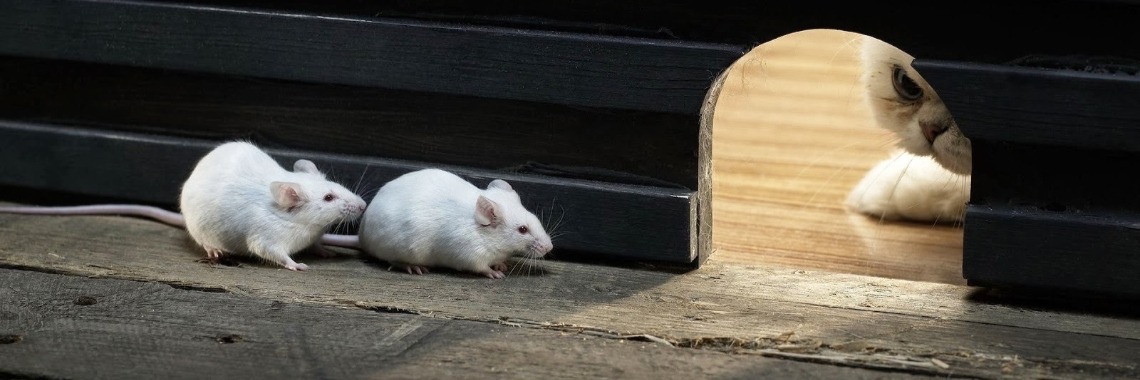 Muizen Blunder | Yvonne