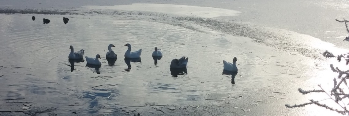 Denk ook aan de vogeltjes: | Eric's ervaringen