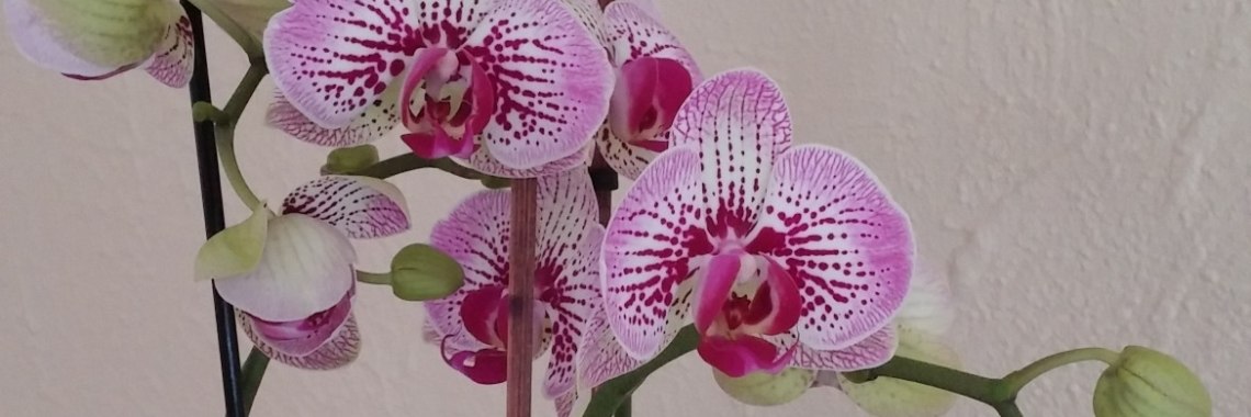 Orchideeën. | Eric's ervaringen