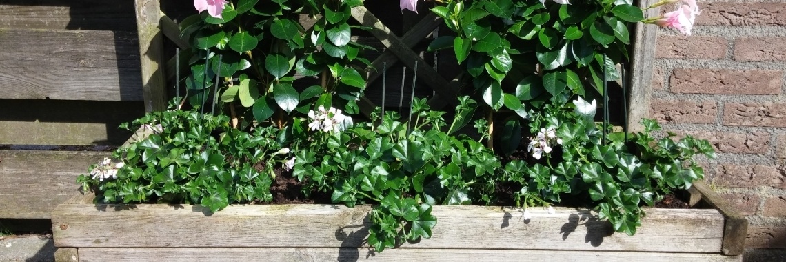 Plantenbakken | Eric's ervaringen