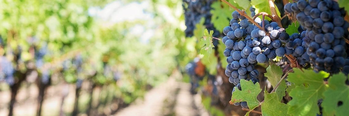 Gezond leven = bewegen | plezierigafvallen