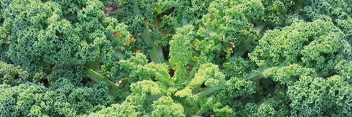 Boerenkoolstamppot met champignons | Stieny Koopmans