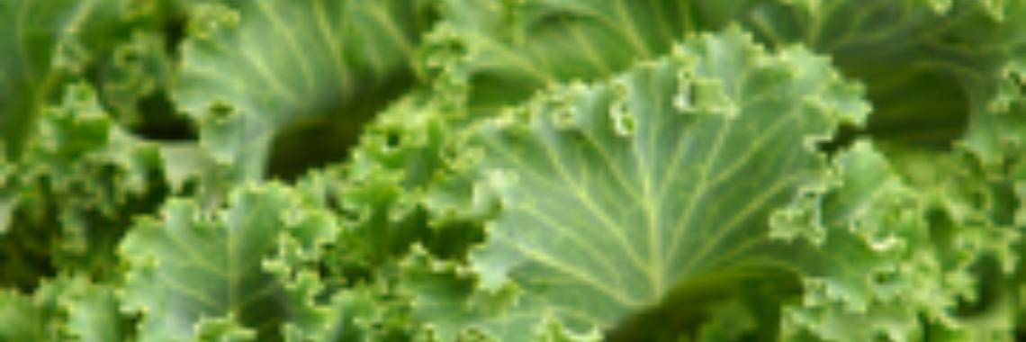 Boerenkoolstamppot met champignons | Stieny Koopmans