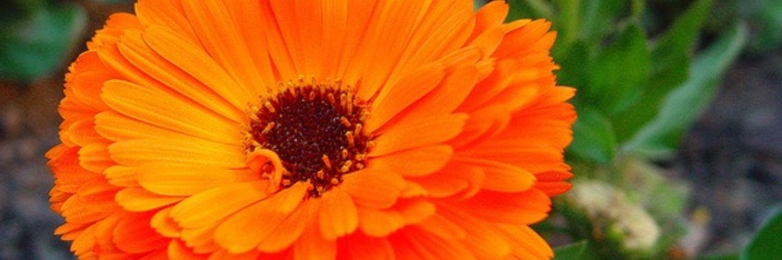 The marigold (calendula) and its medicinal effect | Stieny Koopmans