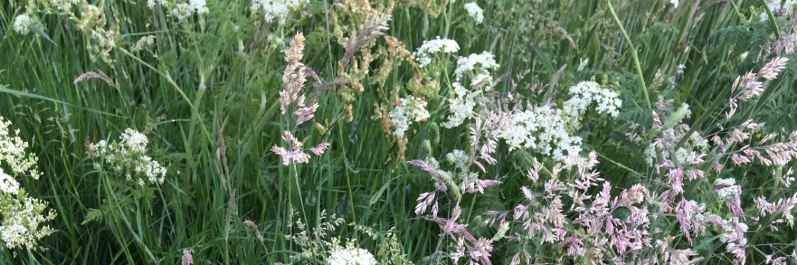 De hoop opgegeven | Stieny Koopmans