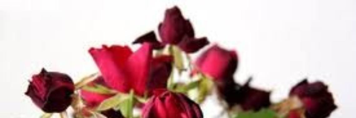 The sociopath | Stieny Koopmans