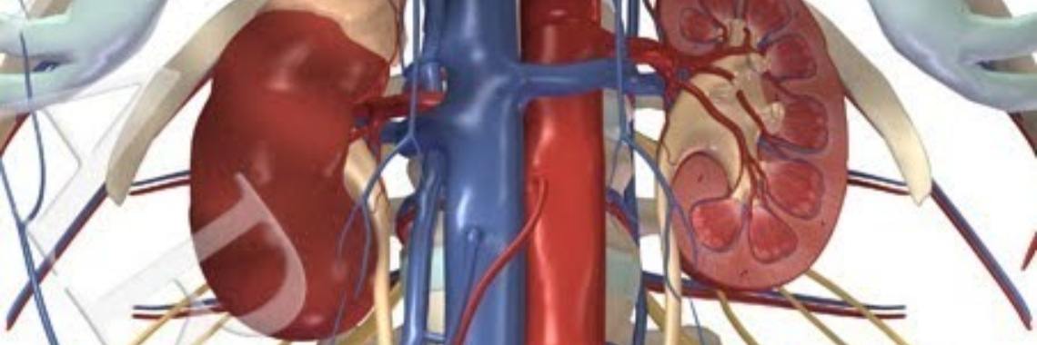 De ziekte van Addison | Stieny Koopmans