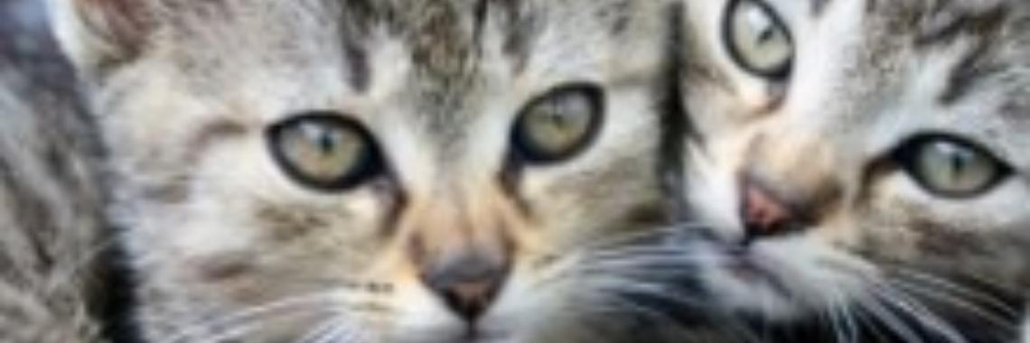 wat doe je tegen katten in je tuin | Stieny Koopmans