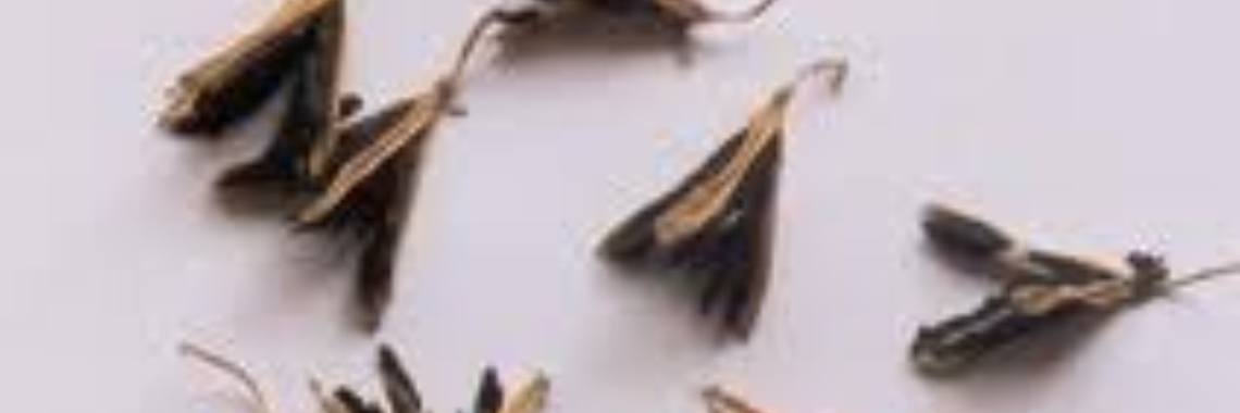 Zaaddonor gezocht! Wie wordt de vader van mijn kind? | Stieny Koopmans