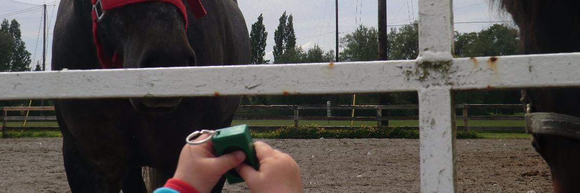 Wat is clickertraining voor paarden eigenlijk? | HippoLogic