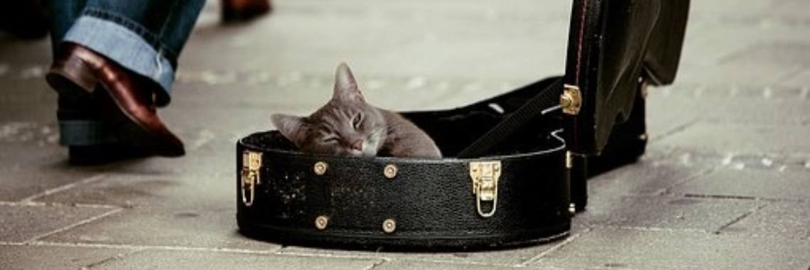 Dieren en muziek | Muziek