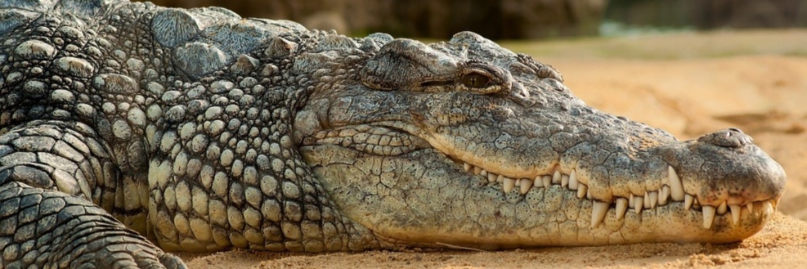 Hoe werken de hersenen van een krokodil op muziek? | Muziek