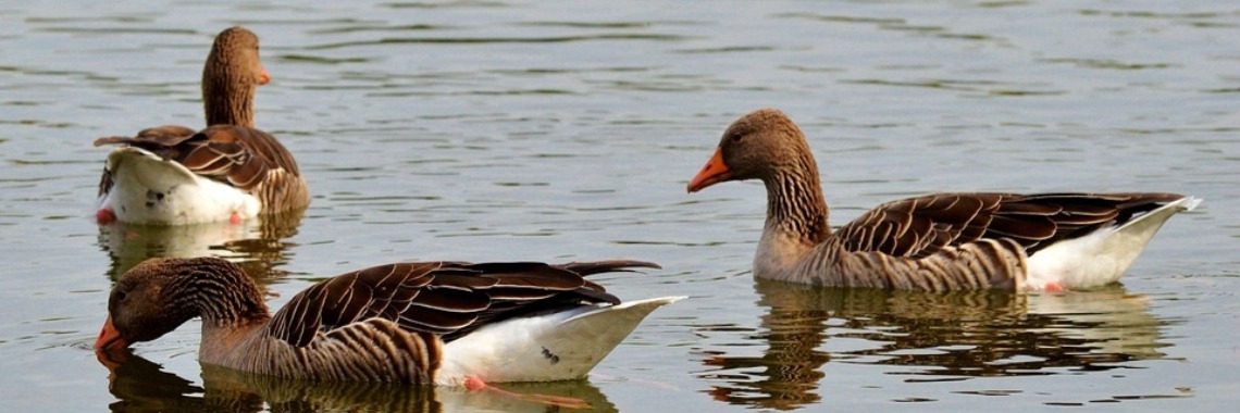 Ontspannende muziek uit de natuur: natuurgeluiden. | Muziek