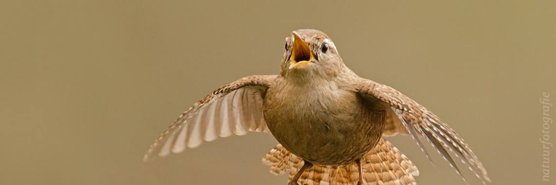 Onderzoekers vinden opvallende overeenkomsten tussen vogelzang en menselijke muziek. | Muziek