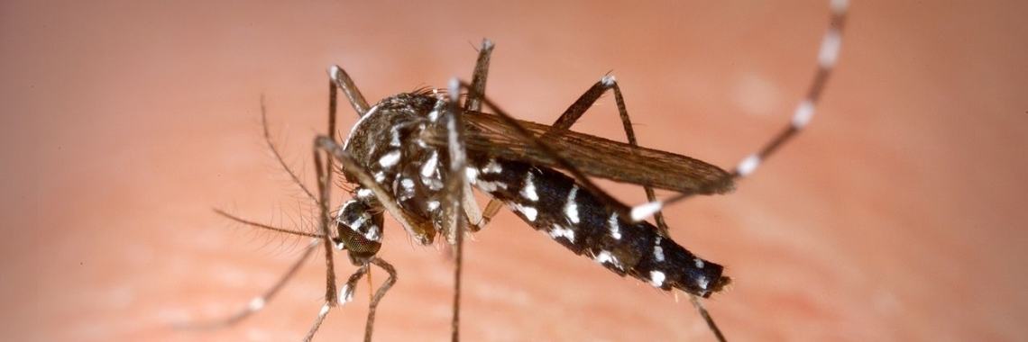 Hoe gevaarlijk is de tijgermug? | Meer dan Sport