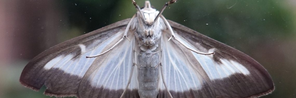 Hoe ziet de buxusmot / buxusrups eruit? | Meer dan Sport