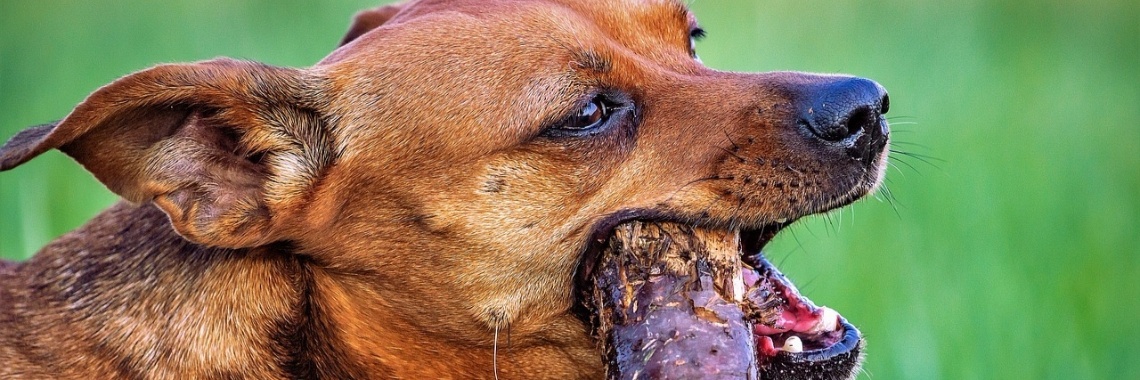 Is 1 hondenjaar gelijk aan 7 mensenjaren? | Meer dan Sport