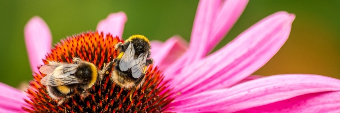 Kunnen hommels steken? | Meer dan Sport