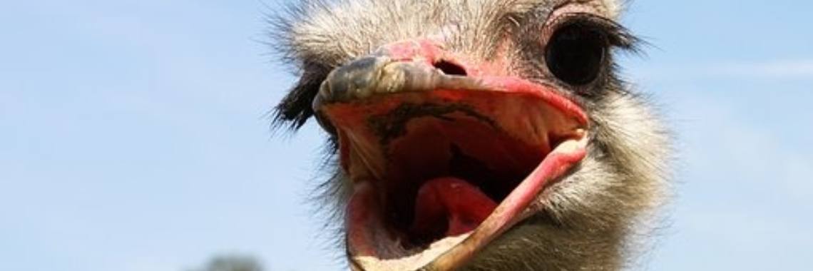 Steekt een struisvogel echt zijn kop in het zand? | Meer dan Sport