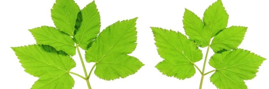 Gegratineerd zevenblad | elsschillemans